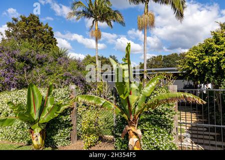 Banana palma e gelsomino cinese stella che cresce in un giorno di primavera in un giardino di Sydney, Australia Foto Stock