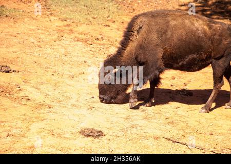 Il bisonte americano si chiama anche bisonte o bufalo americano ed è trovato nel Dakota del Sud. Foto Stock