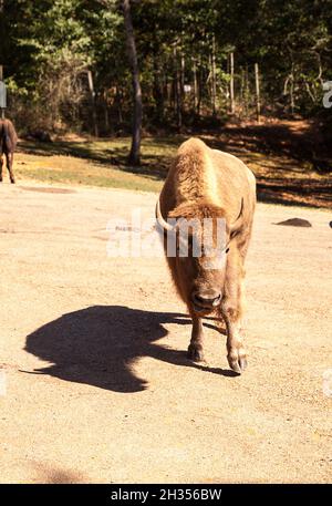 Il bisonte americano si chiama anche bisonte o bufalo americano ed è trovato nel Dakota del Sud. Foto Stock
