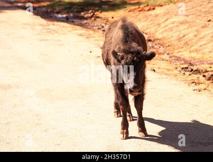 Il bisonte americano del bambino inoltre denominato bisonte o il bisonte americano ed è trovato in Dakota del sud. Foto Stock