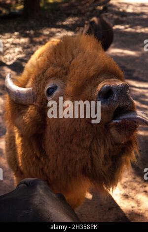 Il bisonte rosso americano chiamato anche bisonte o bufalo americano e si trova nel Dakota del Sud. Foto Stock