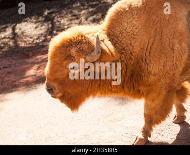 Il bisonte rosso americano chiamato anche bisonte o bufalo americano e si trova nel Dakota del Sud. Foto Stock