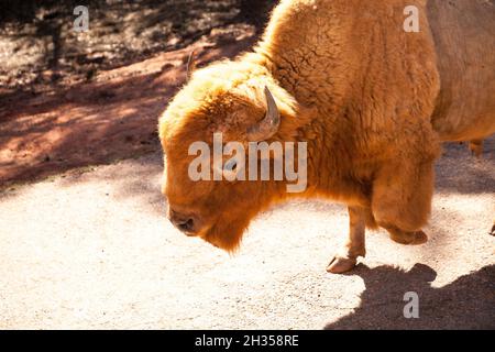 Il bisonte rosso americano chiamato anche bisonte o bufalo americano e si trova nel Dakota del Sud. Foto Stock