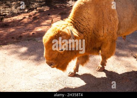 Il bisonte rosso americano chiamato anche bisonte o bufalo americano e si trova nel Dakota del Sud. Foto Stock