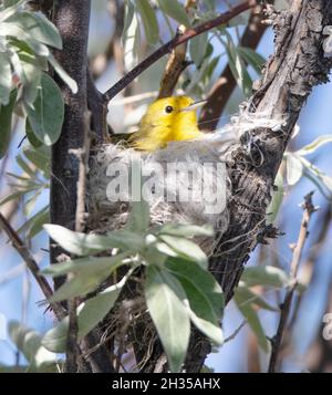 Un Warbler giallo (Setophaga petechia) nidifica in un piccolo albero vicino ad una palude nel campo di Jack's Creek, Idaho, USA Foto Stock
