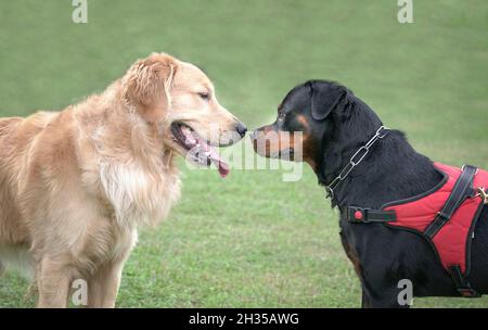 Dog Golden Retriever e Rottweiler, che si affacciano sul campo sportivo. Concetto sociale del cane. Foto Stock