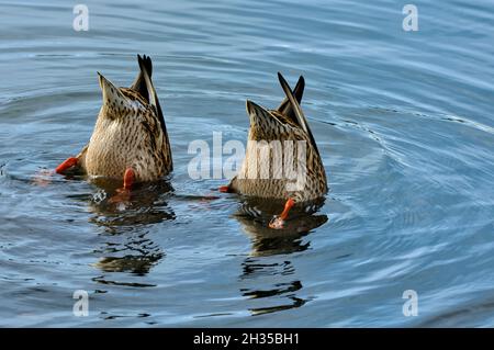 Due anatre di mallardo femmina che si nutrono nelle acque poco profonde del laghetto dei castori nella campagna Alberta Canada. Foto Stock