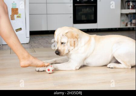 labrador adulto si stese a terra e guarda la palla che è stato calciato piede da umano. L'uomo invita il cane a giocare a calcio. Foto Stock