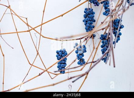 Uve surgelate blu coperte di neve in inverno o in autunno. Concetto stagionale di sfondo invernale Foto Stock