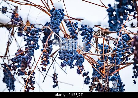 Uve surgelate blu coperte di neve in inverno o in autunno. Concetto stagionale di sfondo invernale Foto Stock