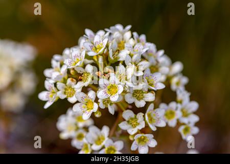 Crosta di Saxifraga fiore in montagna, da vicino Foto Stock