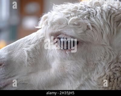 white alpaga, vauxhall city farm, londra, regno unito Foto Stock