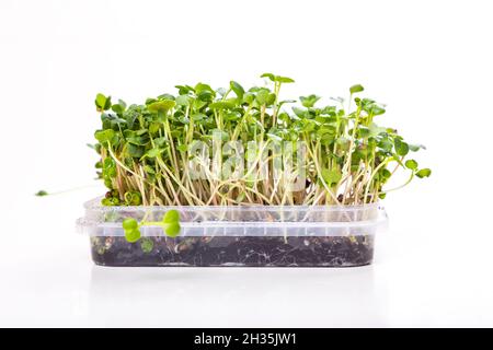 Coriandolo microgreens germogli in contenitore isolato su sfondo bianco. Nuovo concetto di vita. Germogli microgredi in crescita. Germinazione di semi a casa. V Foto Stock