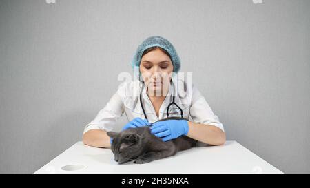 veterinario donna esamina la pelle sul retro di un gatto grigio Foto Stock