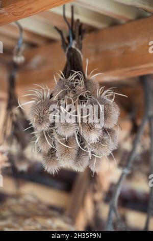 In autunno, presso i RHS Wisley Gardens, Surrey, Regno Unito, si trovano piante di cucchiaino secco appese ad uno spazio sul tetto Foto Stock
