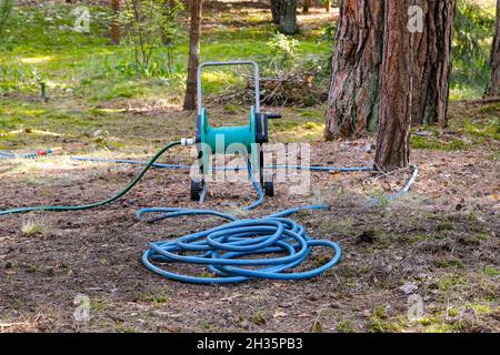 Il tubo da giardino blu viene srotolato dalla bobina di stoccaggio e si trova a terra nella foresta. Foresta vicino al villaggio di Wilga in Polonia. Foto Stock