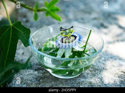 fiore di passione in acqua per fare tintura di pianta Foto Stock