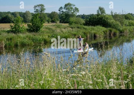 Una donna abbronzata in una t-shirt con fondo bikini su una tavola sup. Insieme a due cani pastori tedeschi sulla tavola da paddleboard. Temi animali, sport Foto Stock