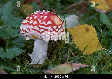 Funghi velenosi Amanita muscaria nel prato. Conosciuto come Aranita del mosca o del mosca. Fungo rosso selvatico che cresce nell'erba. Foto Stock