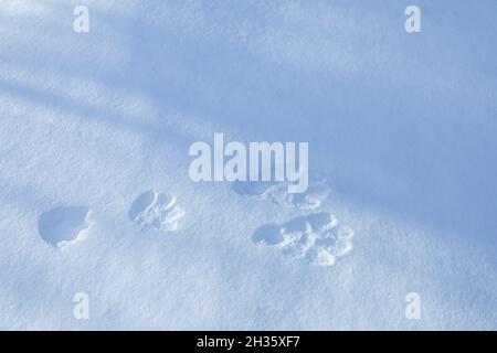 Tracce di zampe di cani su sfondo bianco di neve fresca con ombre scure in inverno. Foto Stock