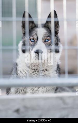 Cane da Husky siberiano in gabbia. Il cane è seduto, annoiato, in attesa Foto Stock