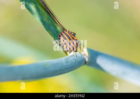 Bug striato, Graphosoma italicum, insetto colorato su uno stelo di finocchio Foto Stock