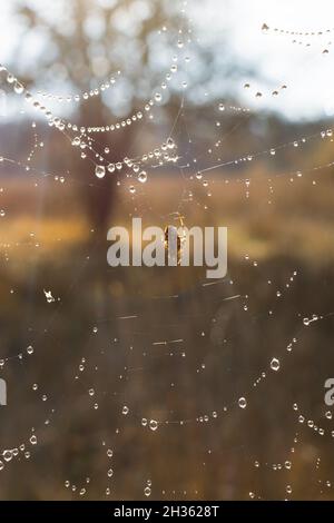 Ragnatela di caduta ragno. Sfondo autunnale naturale verticale. Un piccolo ragno marrone nella luminosa luce del mattino. I dewdrops rotondi luminosi brillano al sole. Beau Foto Stock