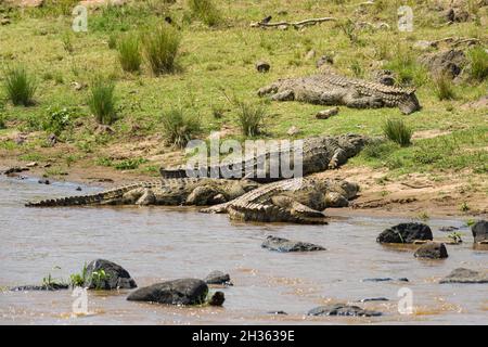 Coccodrilli del Nilo (Crocodylus niloticus) che si crogiolano sul fiume, Masai Mara, Kenya Foto Stock