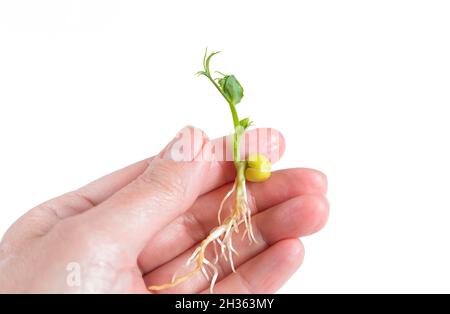Donna mano che tiene micro verde germoglio di pisello isolato su bianco. Microgreens Vegan e alimentazione sana, biologico coltivato, vegetariano concetto di dieta. Ger Foto Stock