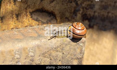 Slug, o Slug terra su gradini di legno in estate Foto Stock