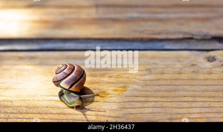 Slug, o Slug terra su gradini di legno in estate Foto Stock