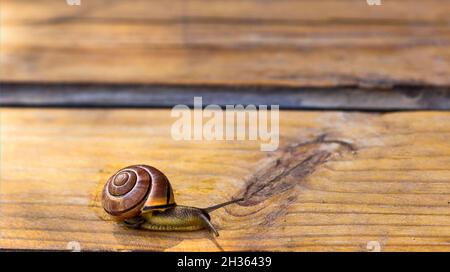 Slug, o Slug terra su gradini di legno in estate Foto Stock