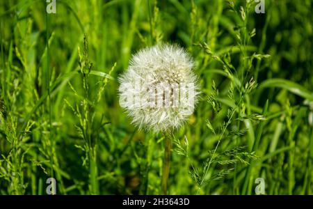 Tarassaco semi nella luce del sole di mattina di soffiatura attraverso un nuovo sfondo verde Foto Stock
