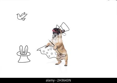 Opere d'arte contemporanea. Un cane divertente carino come mago isolato su sfondo bianco studio con disegni. Foto Stock