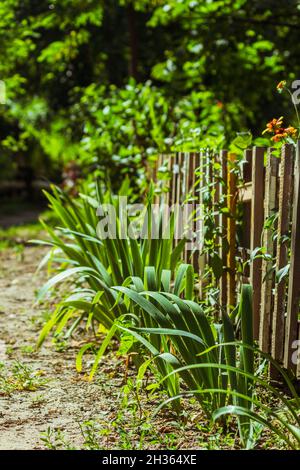 Yucca parte lungo una recinzione in legno fatta in casa in una giornata estiva soleggiata. Foto Stock