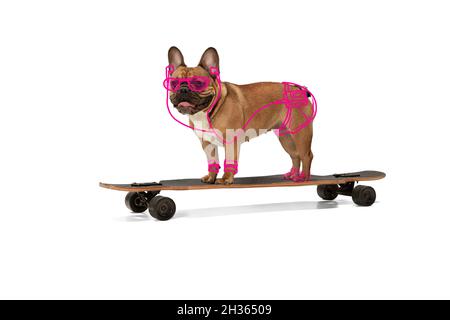 Opere d'arte contemporanea. Un cane carino, Bulldog in piedi su longboard isolato su sfondo bianco studio con disegni. Foto Stock