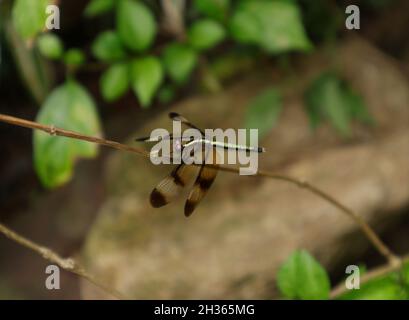 Primo piano di uno skimmer dipinto appollaiato sopra un bastone Foto Stock