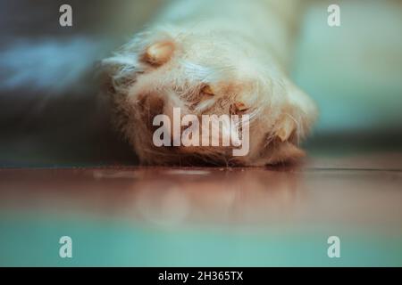 Zampa bianca del cane in primo piano. Foto Stock