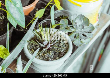 Due succulenti havtortia e aeonium si trovano separatamente sul balcone. Foto Stock