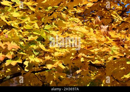 gelb-gold gefärbte Blätter Eines Ahornbaumes in der Herbstsonne Foto Stock