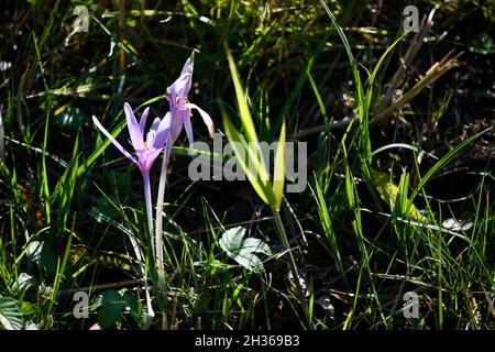 Herbstzeitlose - colchicum autumnle - auf einer Wiese Foto Stock