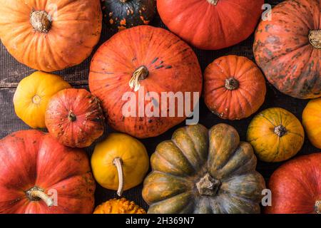 Mucchio di molte zucche multicolore e zucche di forme e colori diversi. Diversi tipi colorati zucche decorazione Foto Stock