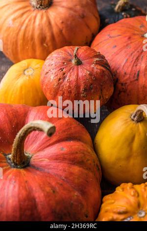 Mucchio di molte zucche multicolore e zucche di forme e colori diversi. Diversi tipi colorati zucche decorazione Foto Stock