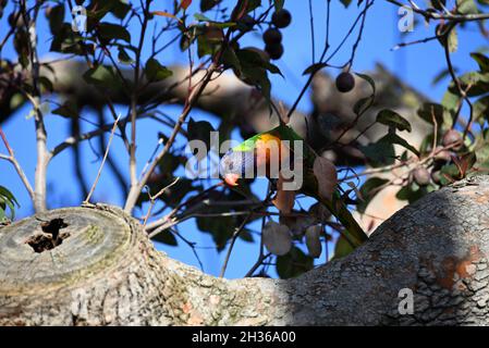 Arcobaleno lorikeet, piegandosi leggermente in avanti per ottenere una vista migliore, in un albero gengivale Foto Stock