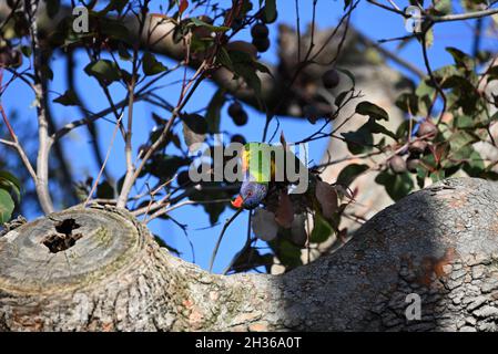 Arcobaleno Lorikeet in un albero gengivale, contornando la sua testa per ottenere una vista migliore Foto Stock