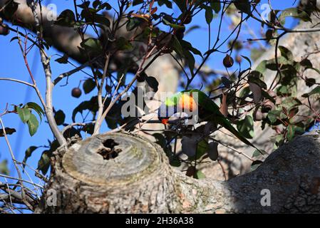 Arcobaleno lorikeet in un albero di noci di gomma, sbucciando giù a dove un arto di albero è stato segato via Foto Stock