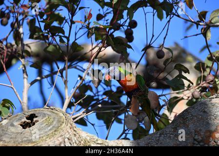 Arcobaleno lorikeet arroccato su un rametto sottile in un albero gengivale, il sole nel tardo pomeriggio illuminando la sua testa Foto Stock