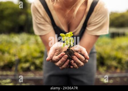 Giovane donna che tiene una pianta verde che cresce nel suolo. Agricoltore biologico femminile anonimo che protegge una piantina nel suo giardino. Piano sostenibile per le donne agricole Foto Stock