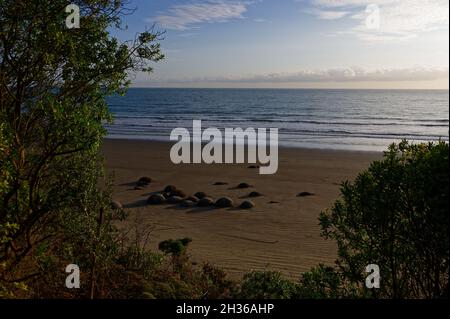 I massi rotondi di Moeraki si formano attraverso il processo geologico chiamato concrezione Foto Stock