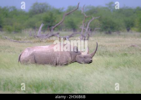 Rinoceronte nero (Diceros bicornis) che cammina in prateria. Parco Nazionale di Etosha, Namibia, Africa Foto Stock